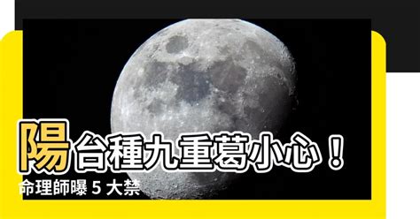 陽台可以種九重葛嗎|九重葛風水擺設指南：招財旺運，避開騰蛇勾絞煞 